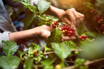 Manos junto a cerezas de café en una rama